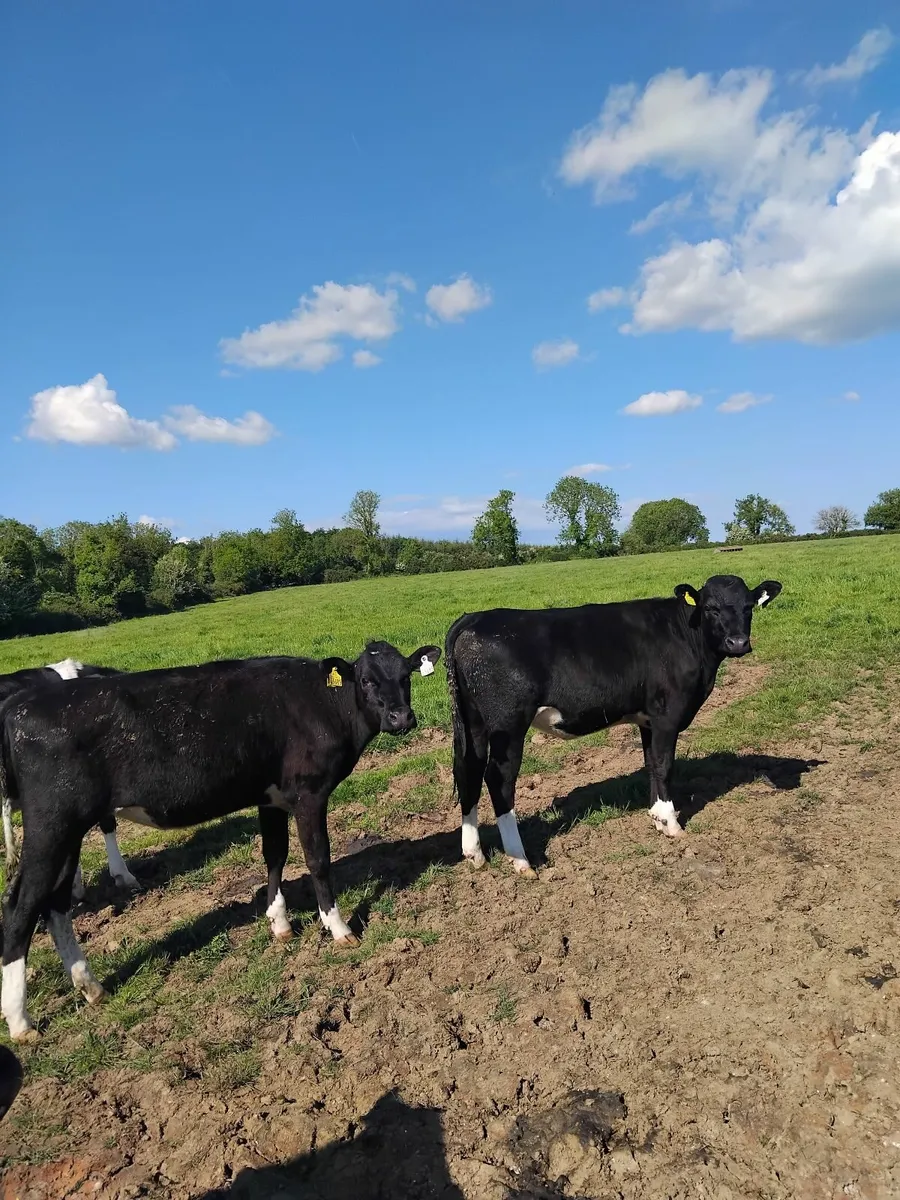 Freisian bulling heifers - Image 4