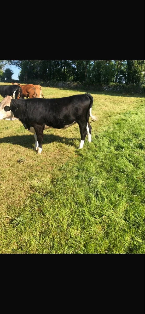 Fully certified organic Hereford heifers - Image 1