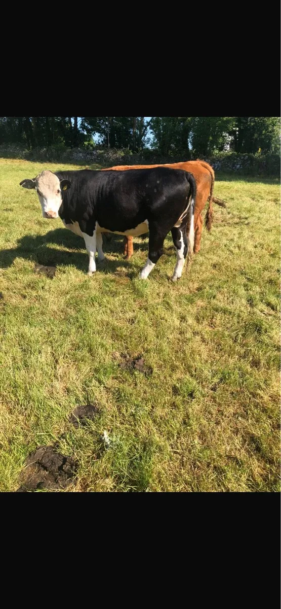 Fully certified organic Hereford heifers - Image 2
