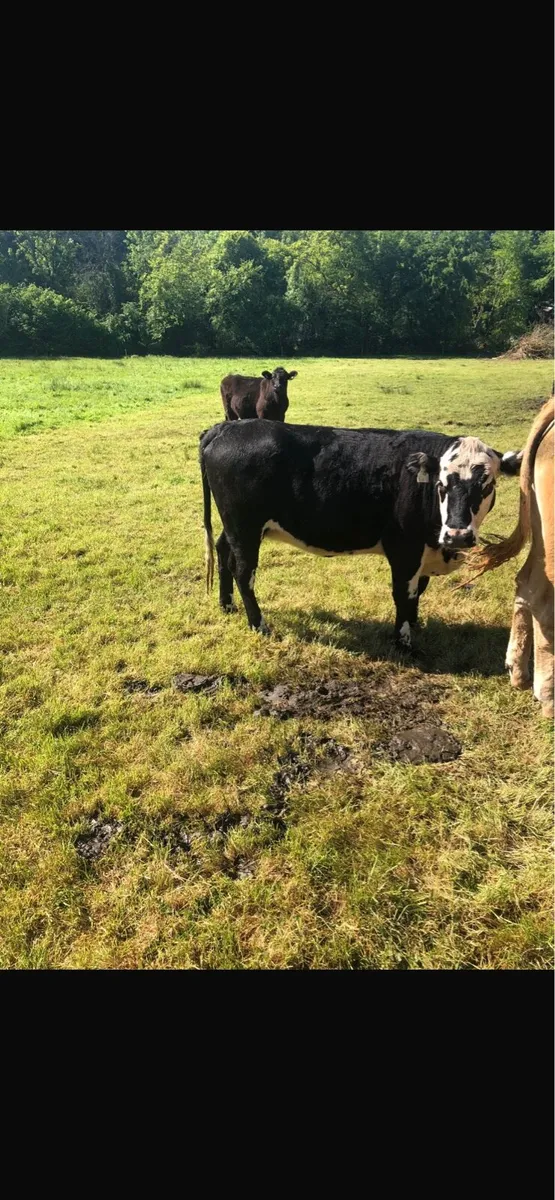 Fully certified organic Hereford heifers - Image 3