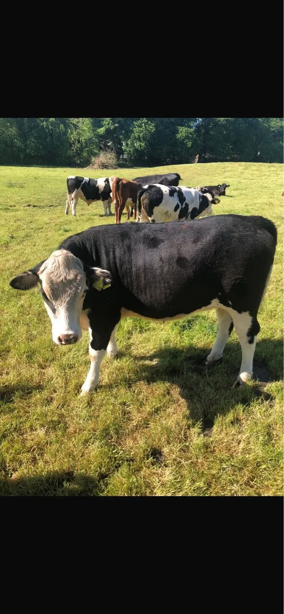 Fully certified organic Hereford heifers - Image 4