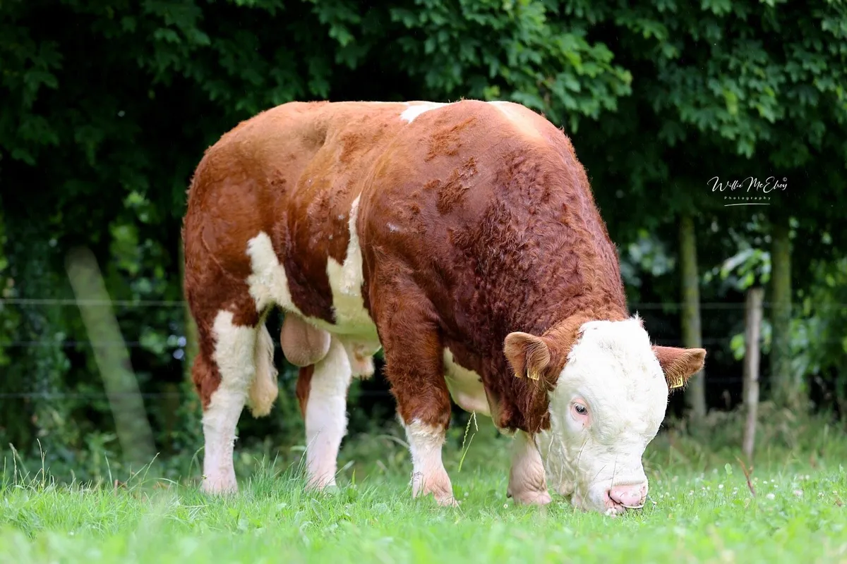 PBR Simmental Bulls - Image 1