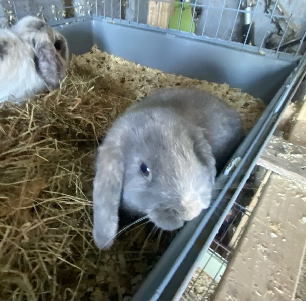 Beautiful lop eared bunny rabbits - Image 1