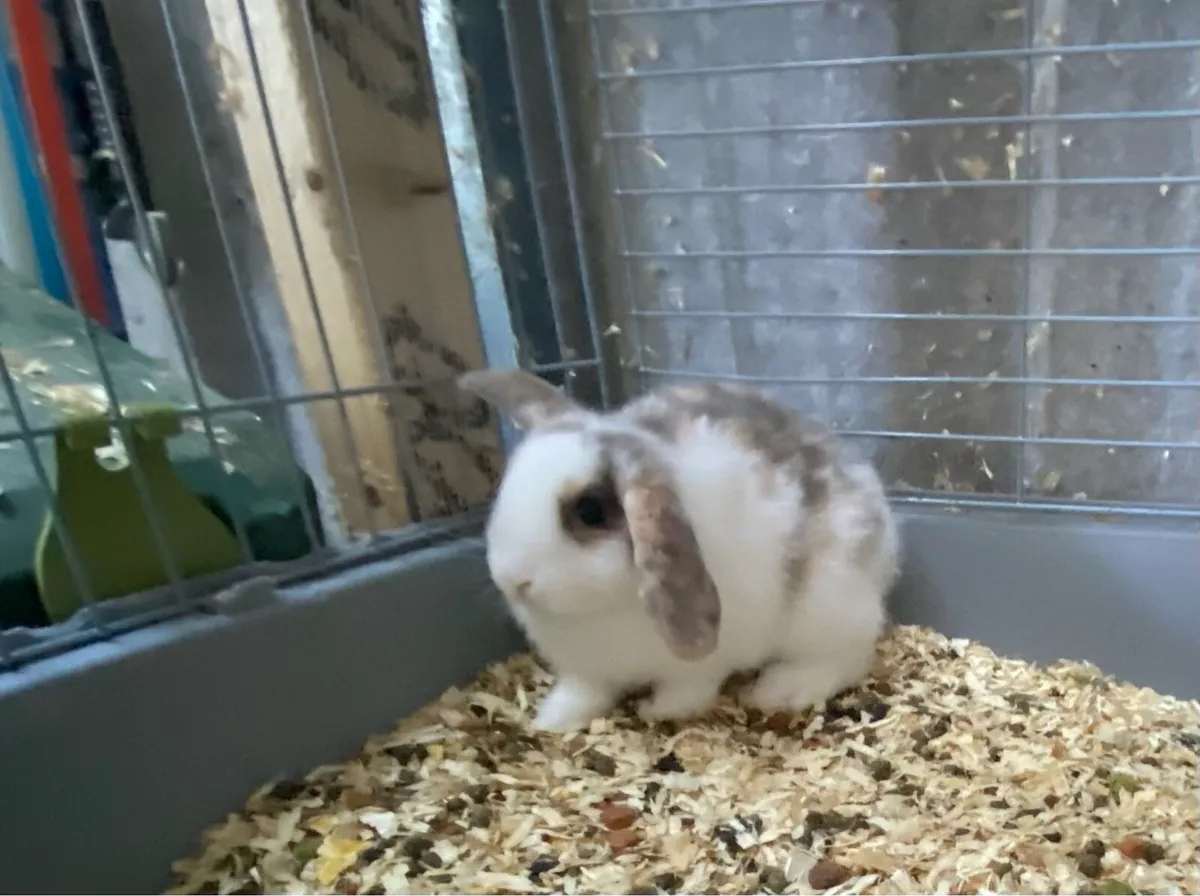 Beautiful lop eared bunny rabbits - Image 2