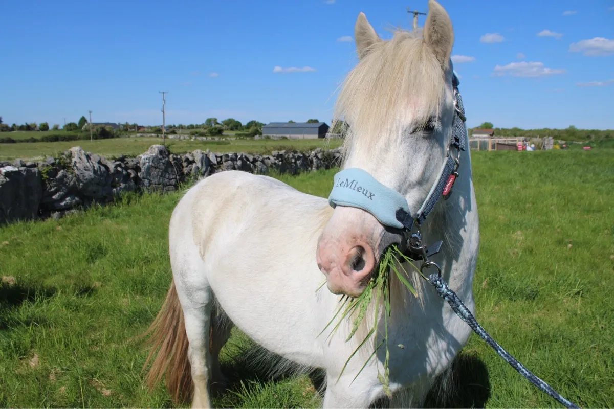 👑King👑 3 yr old cob gelding - Image 3