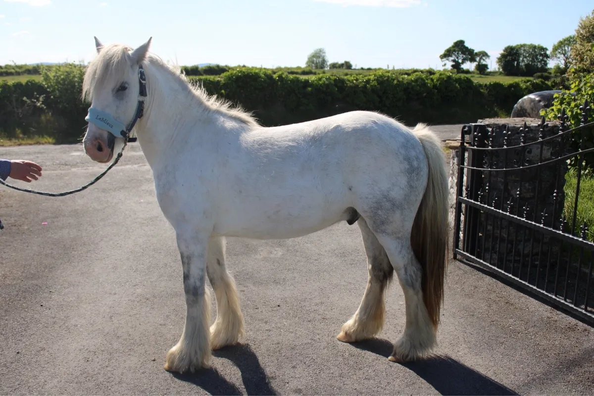 👑King👑 3 yr old cob gelding - Image 4