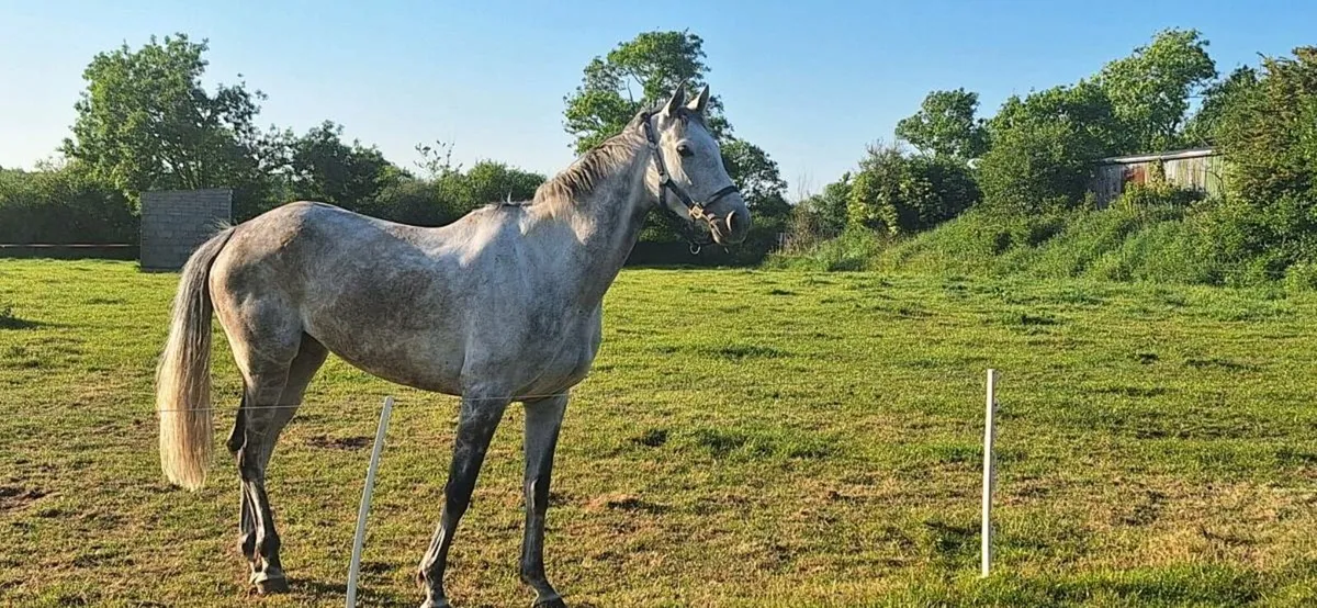 Grey 6 year old mare - Image 4