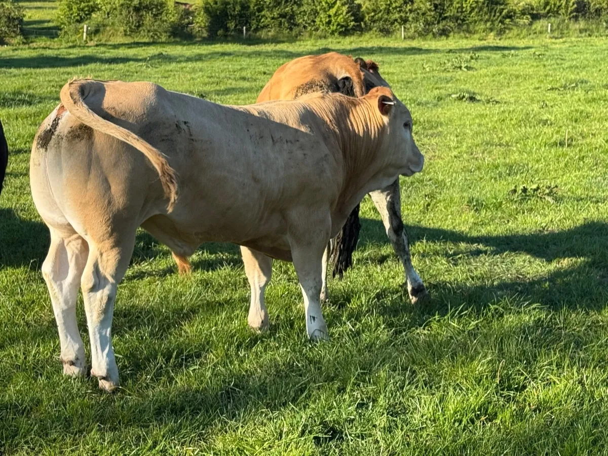 Bull weanlings - Image 2