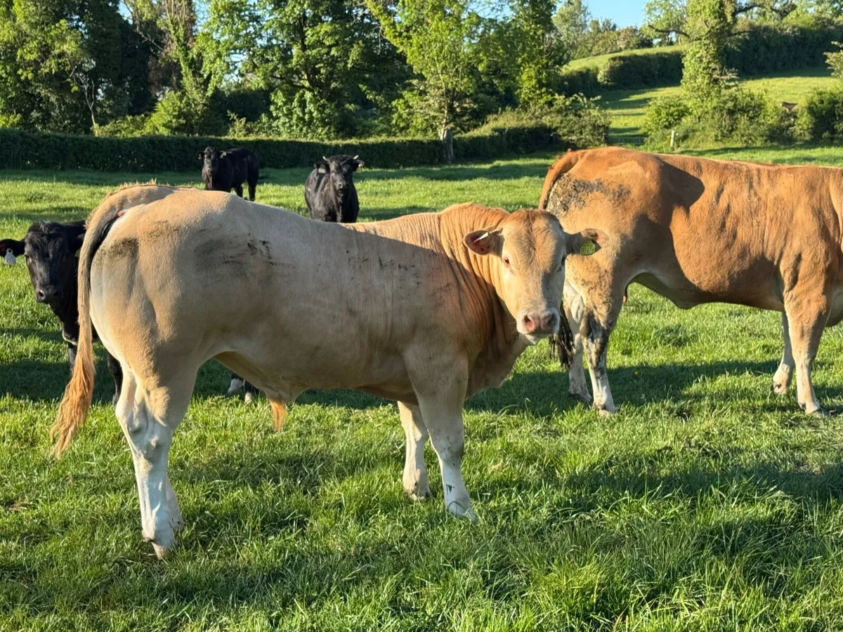 Bull weanlings - Image 3