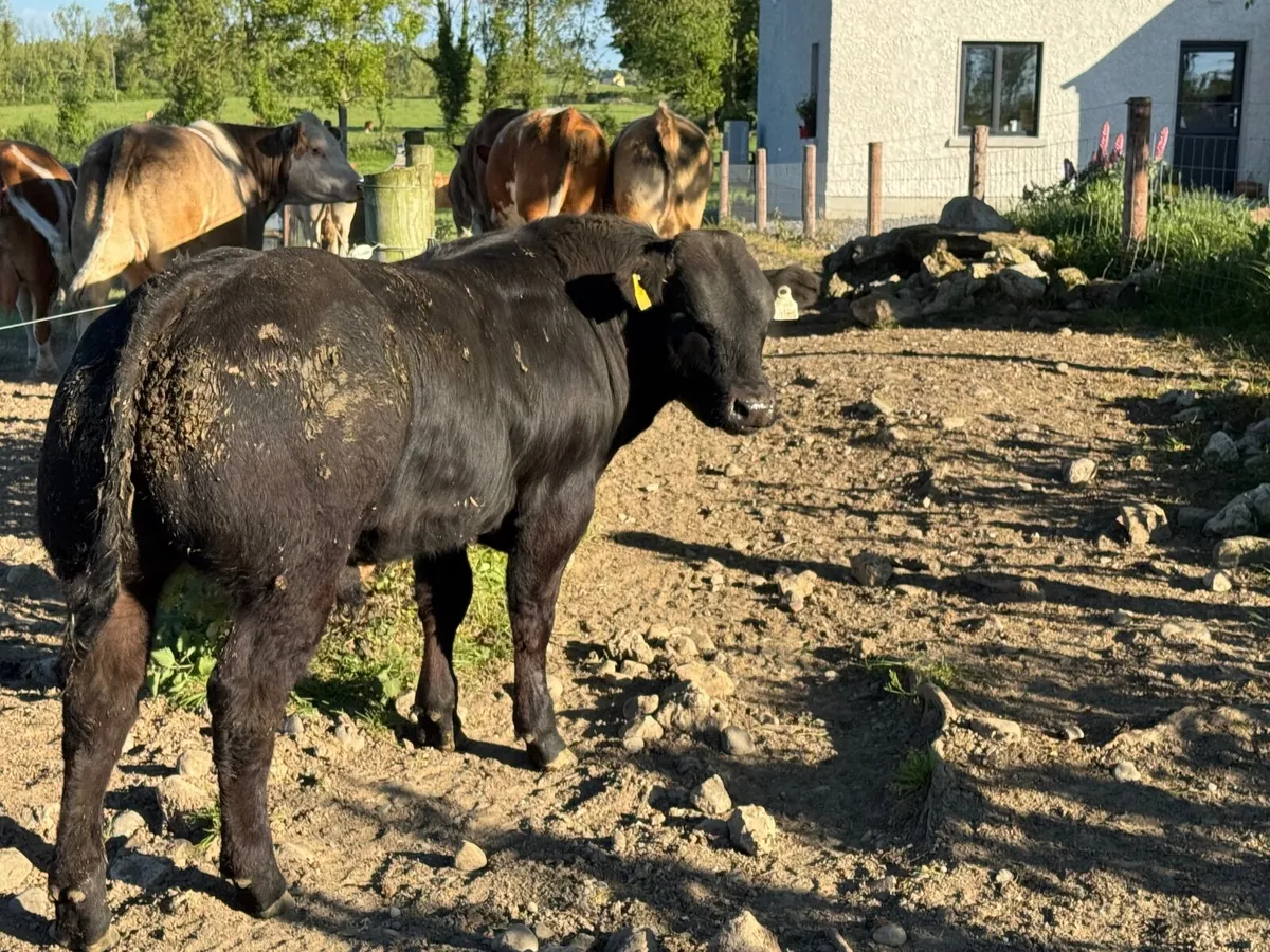 Bull weanlings - Image 4
