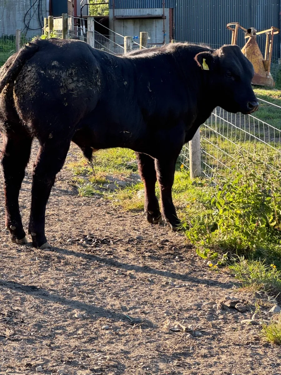 Bull weanlings - Image 1