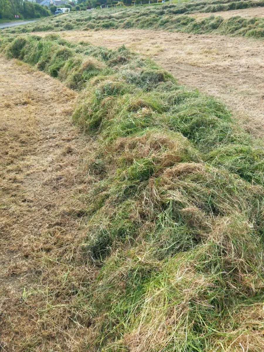 Silage May 2025 (no rain) - Image 2