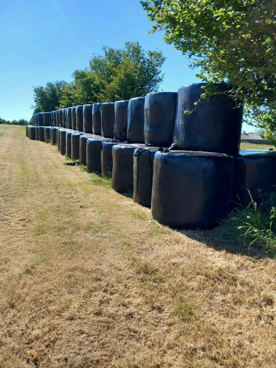 Silage May 2025 (no rain) - Image 3