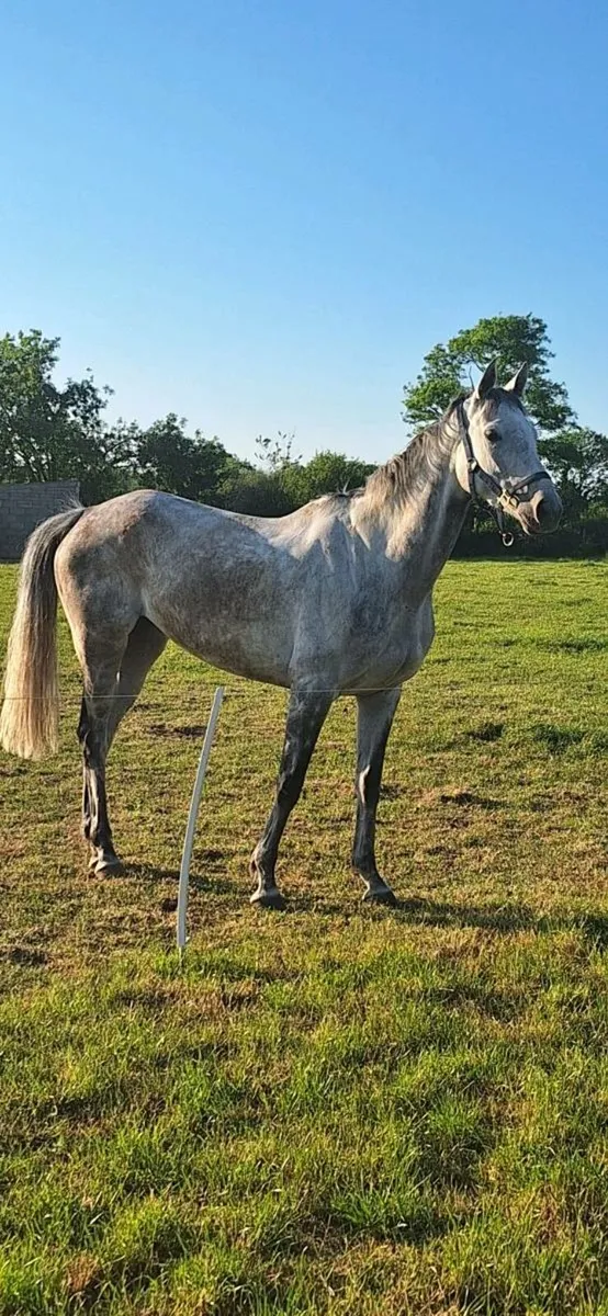 Grey 6 year old mare - Image 1