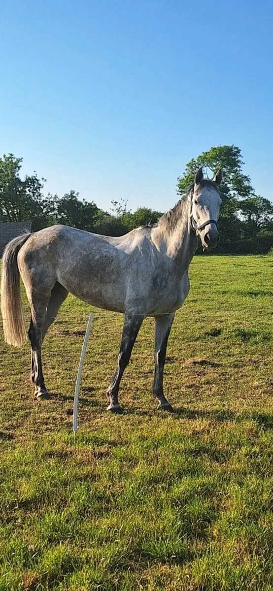 Grey 6 year old mare - Image 2