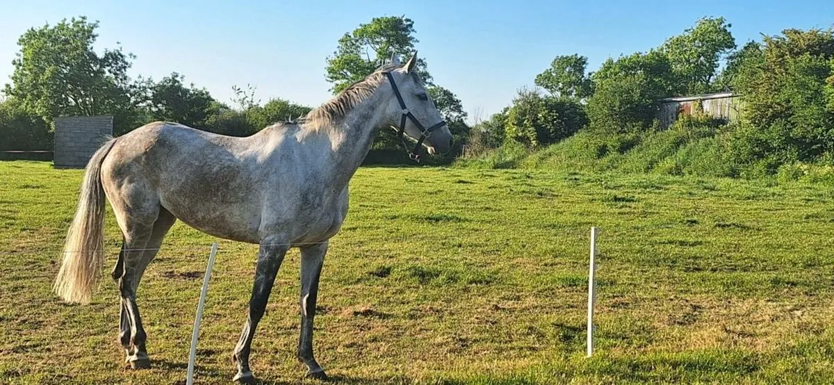 Grey 6 year old mare - Image 3