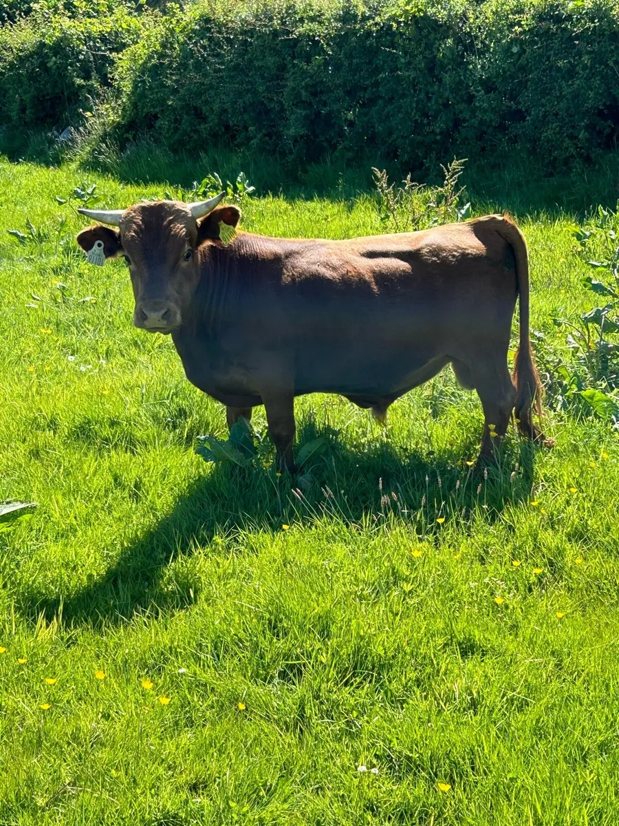 Dexter bull
