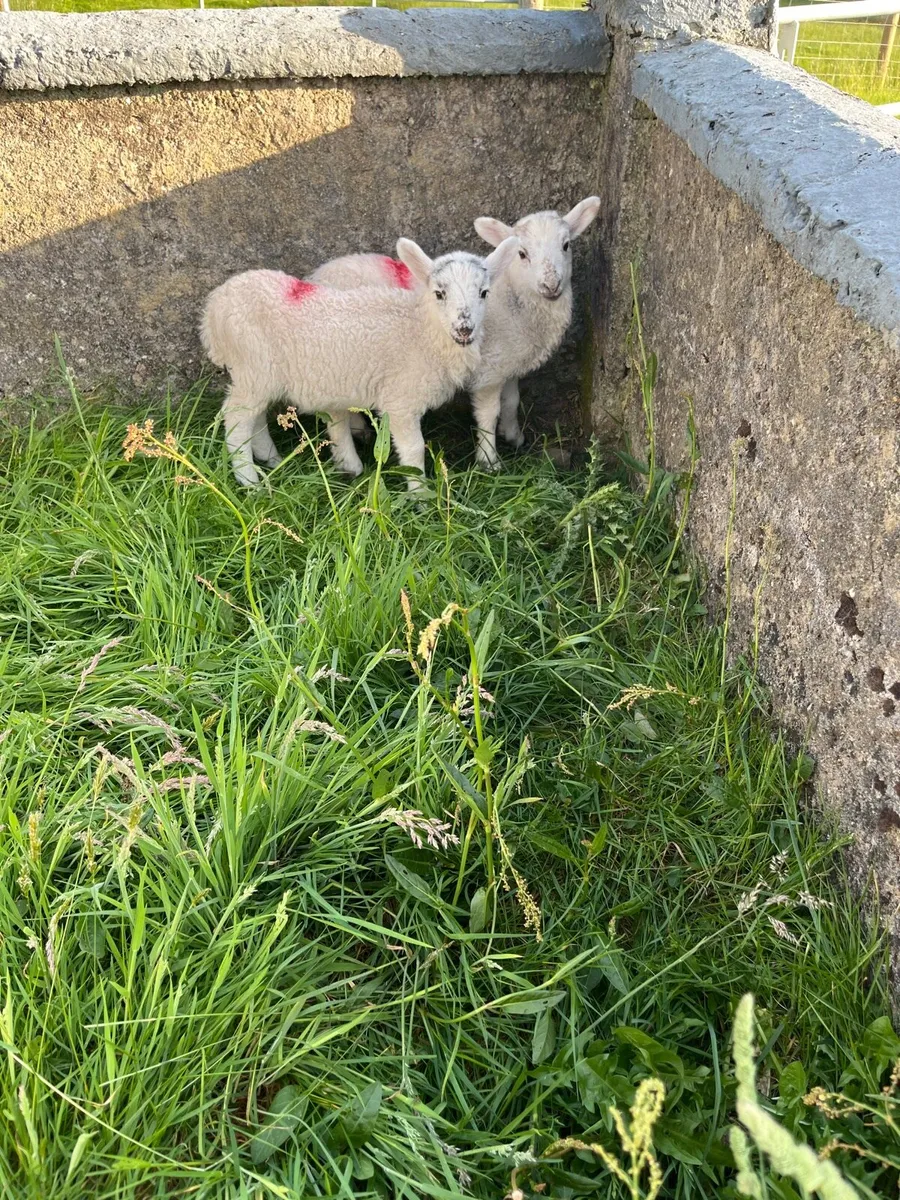 Ram lambs - Image 1