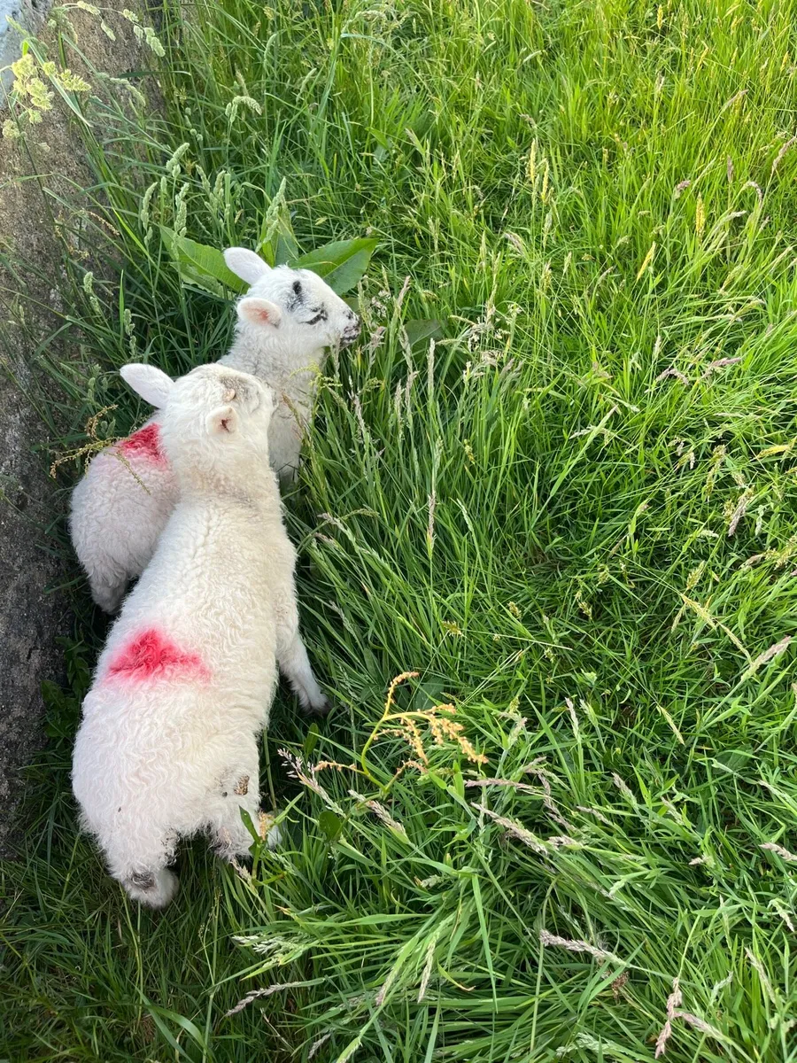 Ram lambs - Image 2