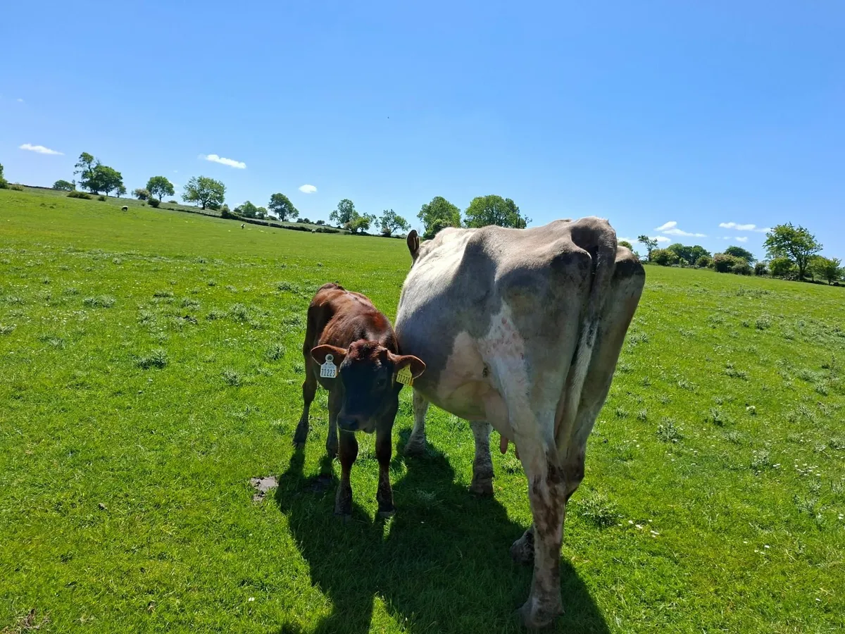 Charolais  Cow and  Bull Calf - Image 1