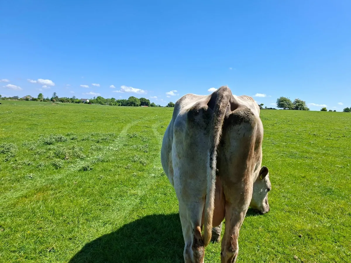 Charolais  Cow and  Bull Calf - Image 2