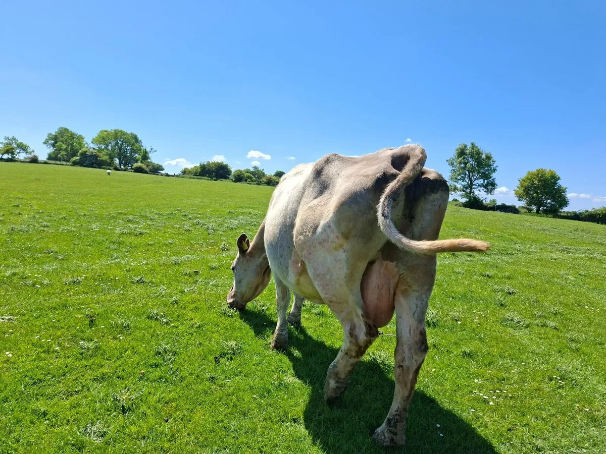 Charolais  Cow and  Bull Calf - Image 3