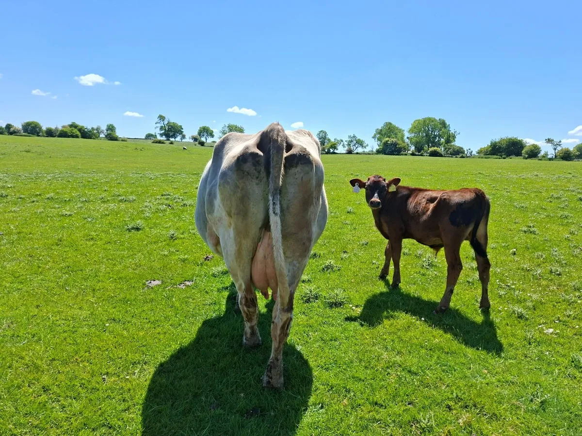 Charolais  Cow and  Bull Calf - Image 4
