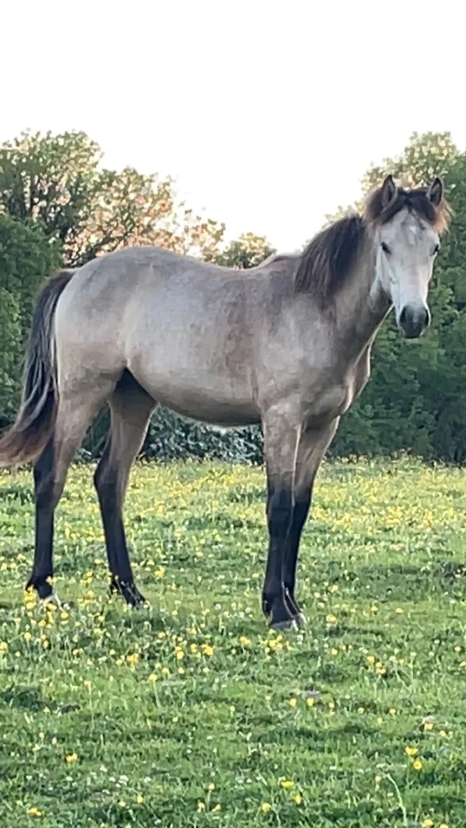 Colt conamara x - Image 3
