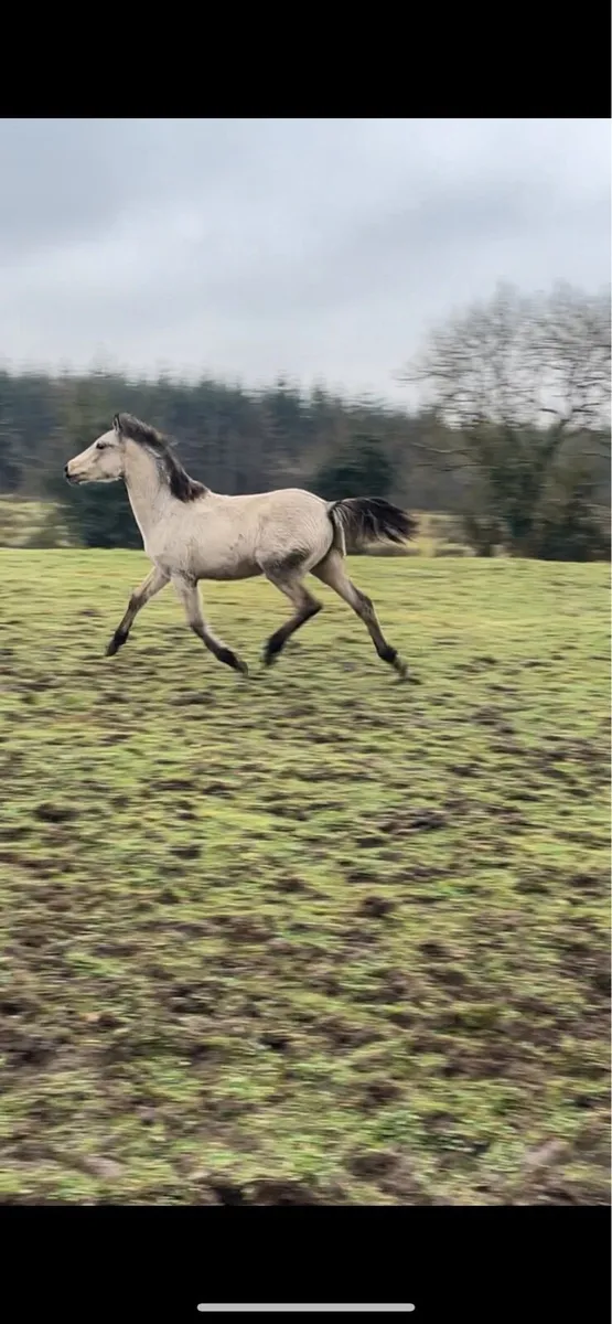 Colt conamara x - Image 4