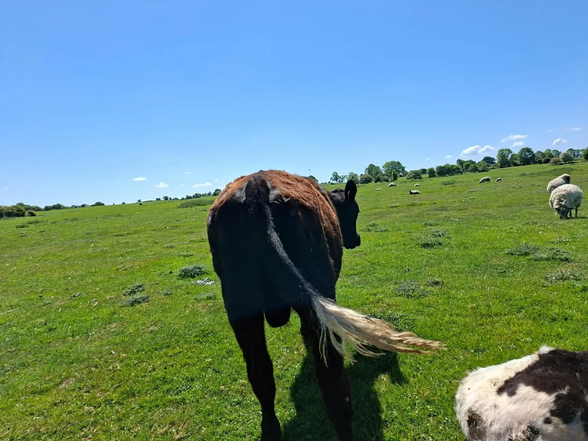 Angus Bull - Image 4