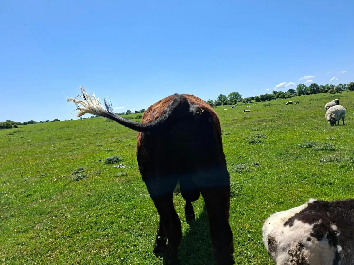 Angus Bull - Image 1