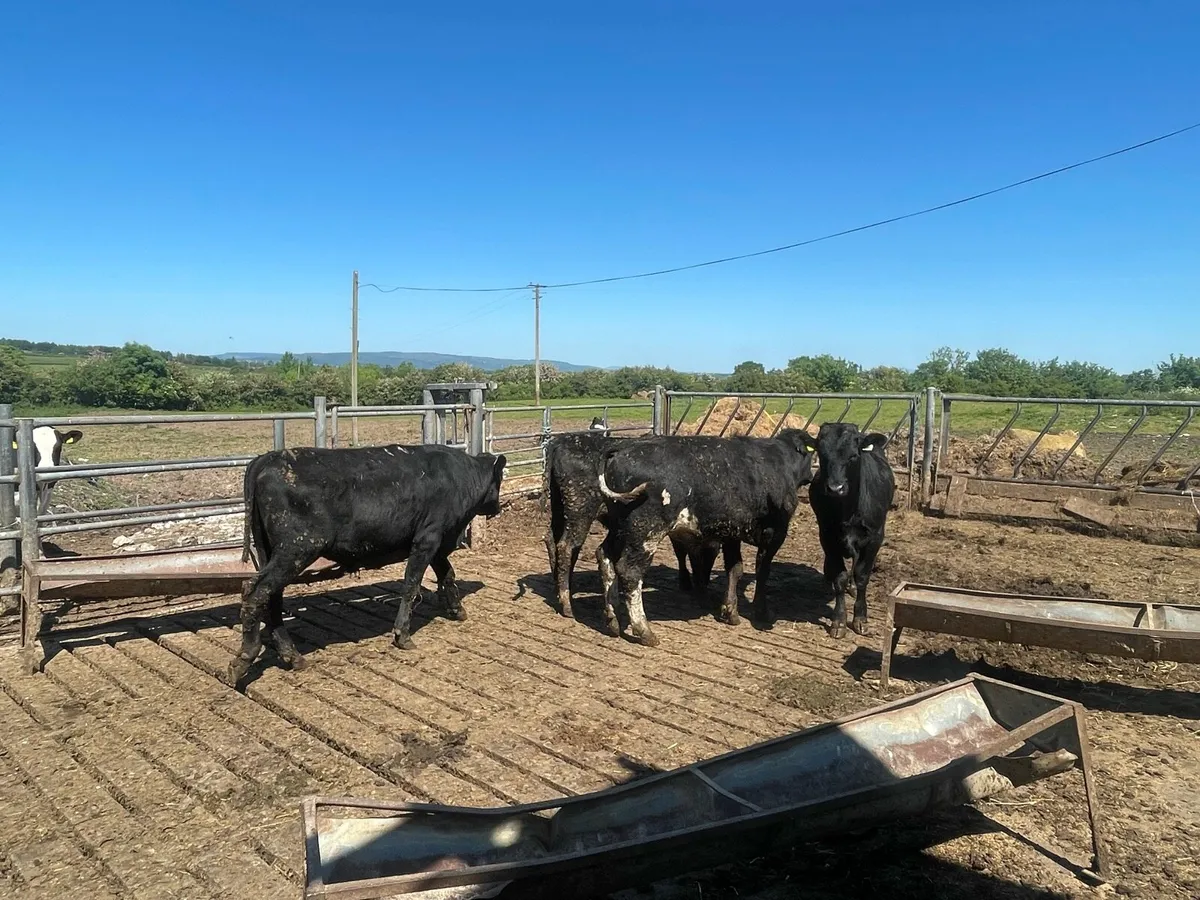Four Angus bulls for sale - Image 1