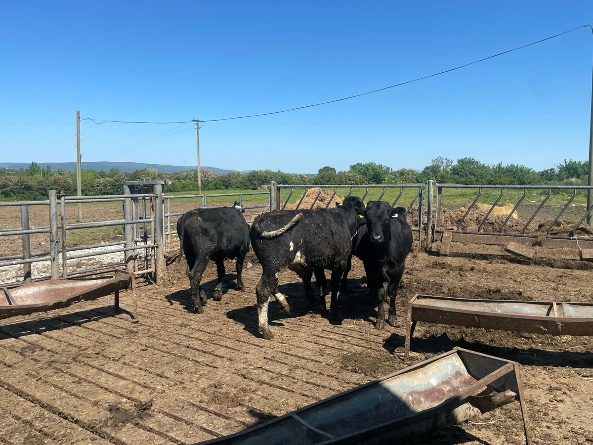 Four Angus bulls for sale - Image 2