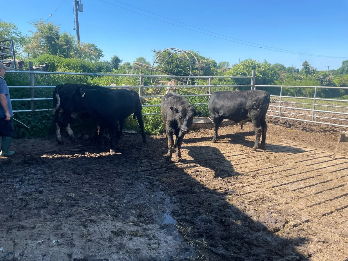 Four Angus bulls for sale - Image 3
