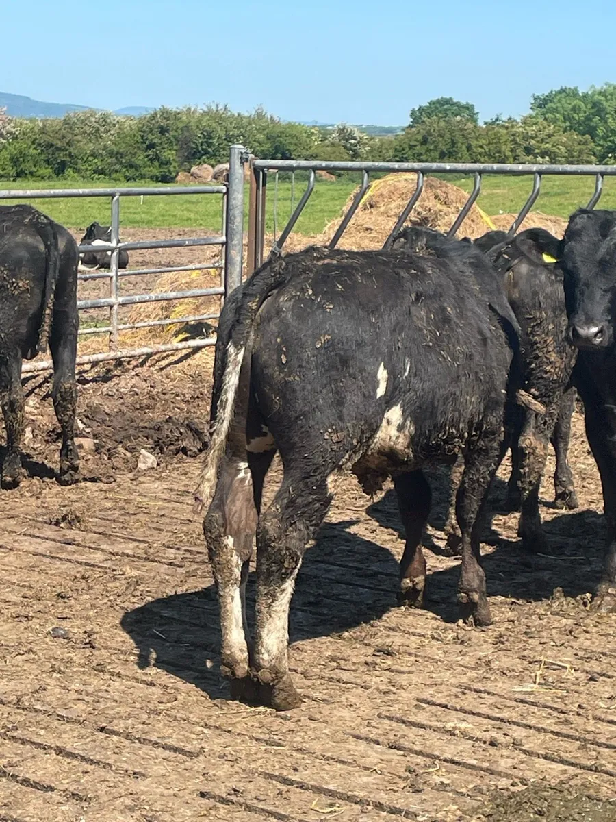 Four Angus bulls for sale - Image 4
