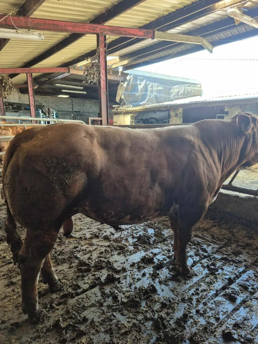 Hybrid Bull for sale in Drumshambo Mart Friday 23 - Image 1