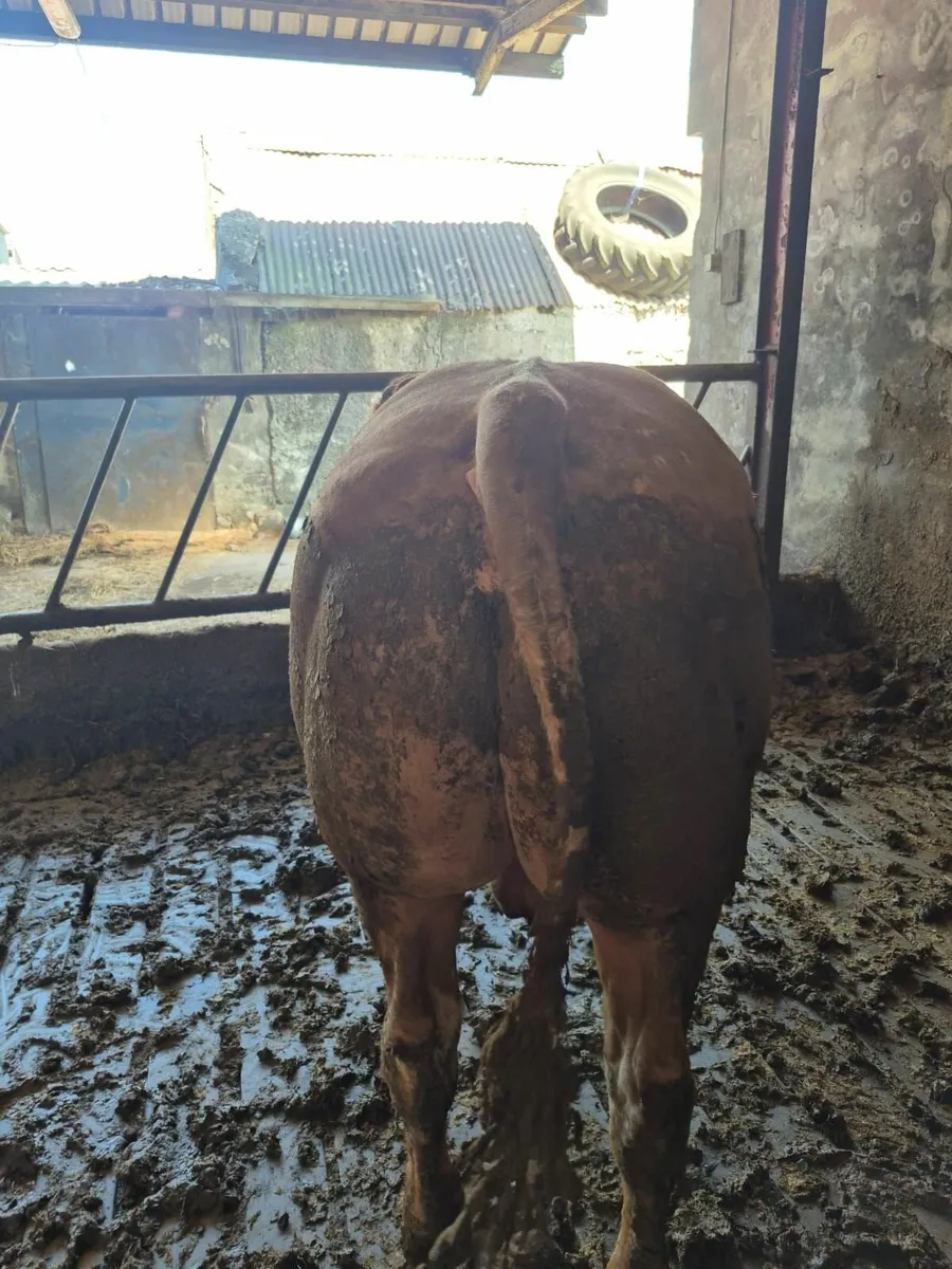 Hybrid Bull for sale in Drumshambo Mart Friday 23 - Image 2
