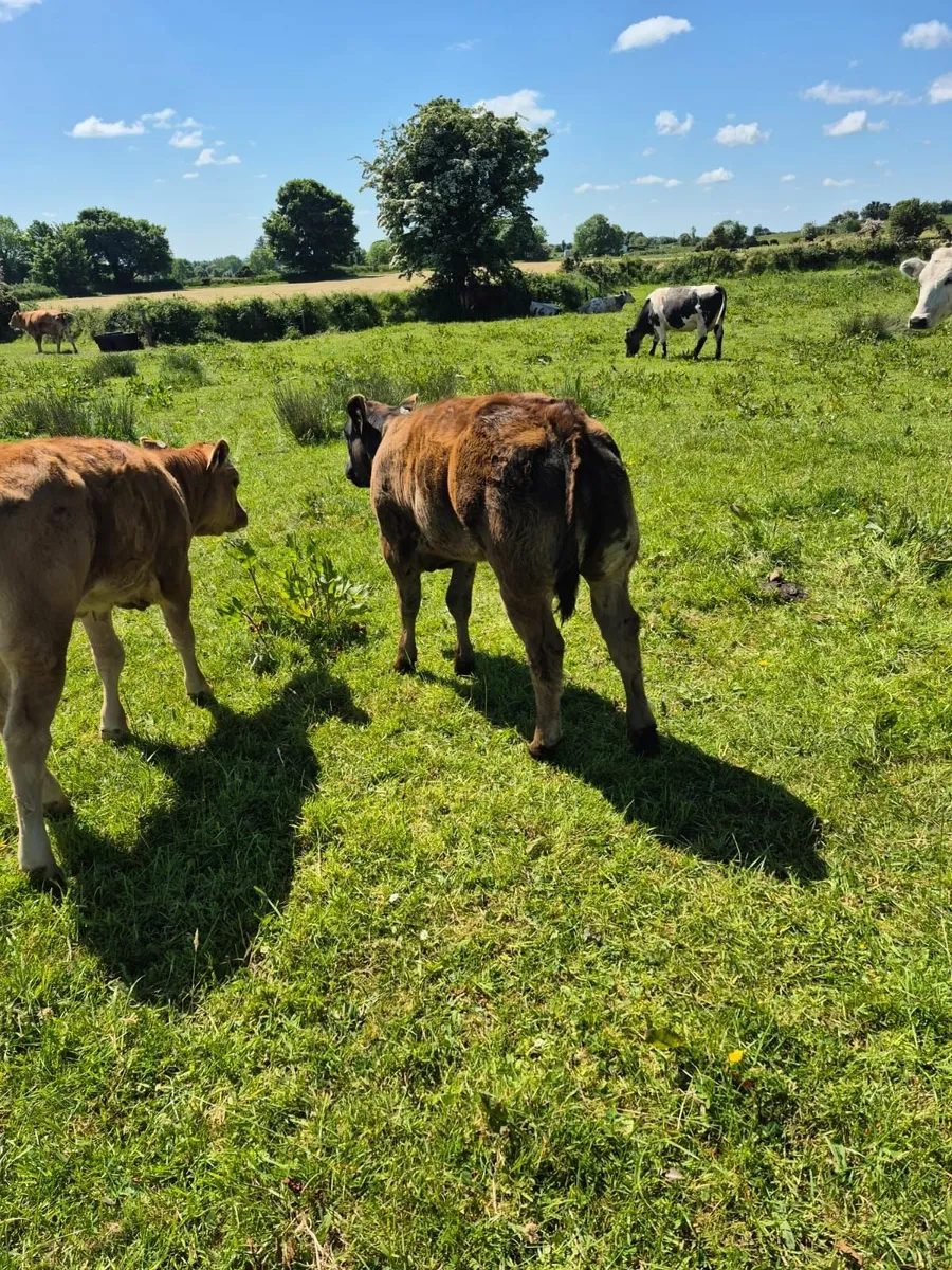 Hybrid Bull for sale in Drumshambo Mart Friday 23 - Image 3