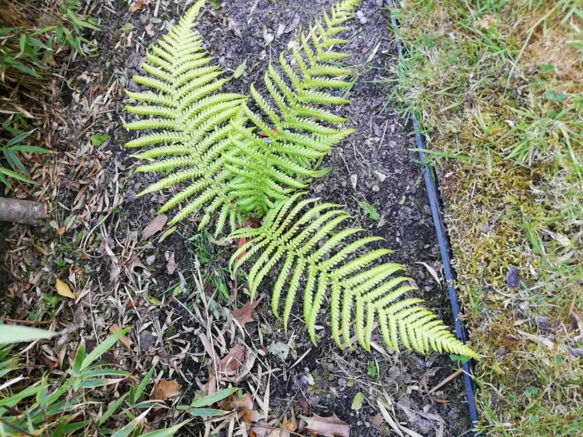 Fern tree - Image 2