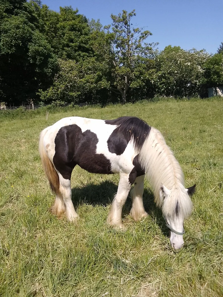 Unbroken Filly For Sale - Image 3