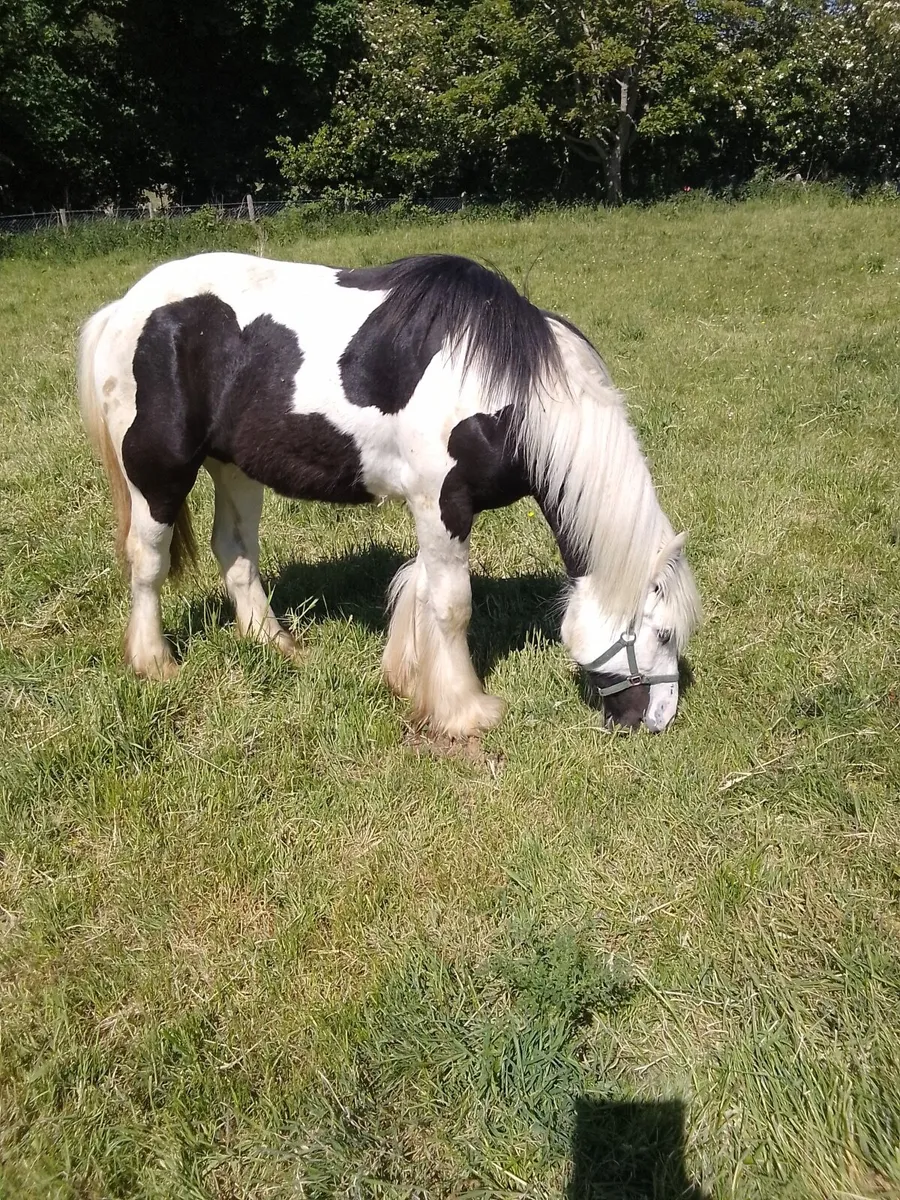 Unbroken Filly For Sale - Image 2