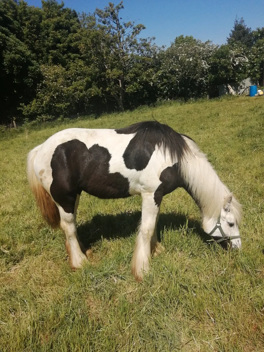 Unbroken Filly For Sale - Image 1