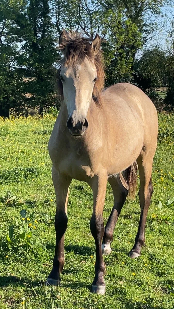 Colt conamara x - Image 1
