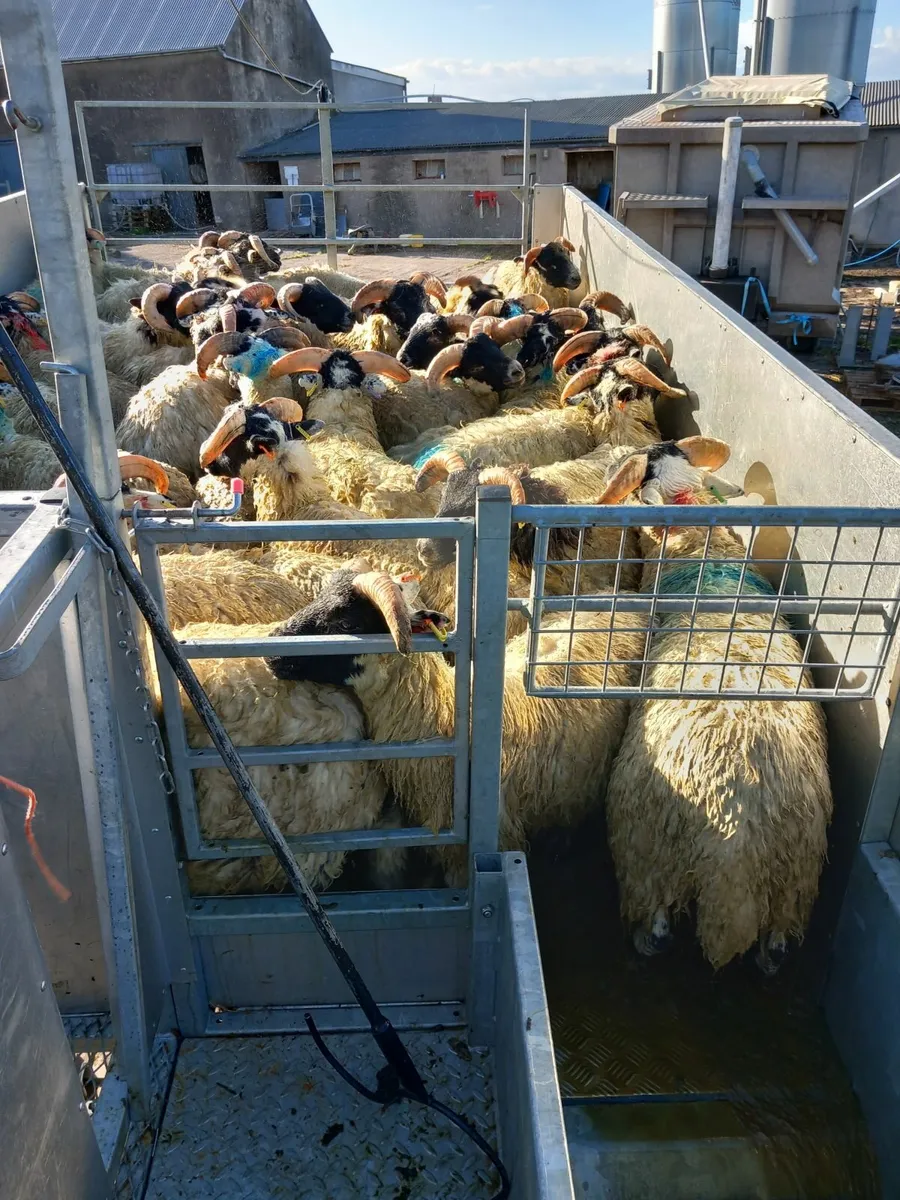 Plunge sheep dipping - Image 1