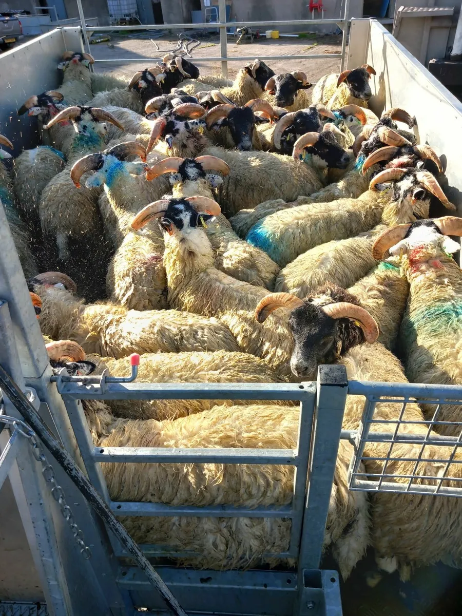 Plunge sheep dipping - Image 2
