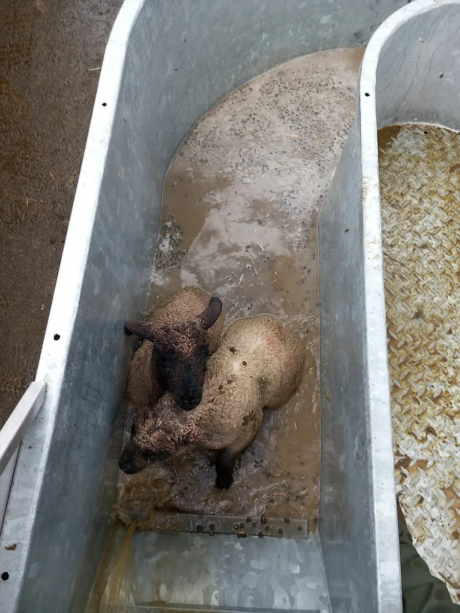 Plunge sheep dipping - Image 3