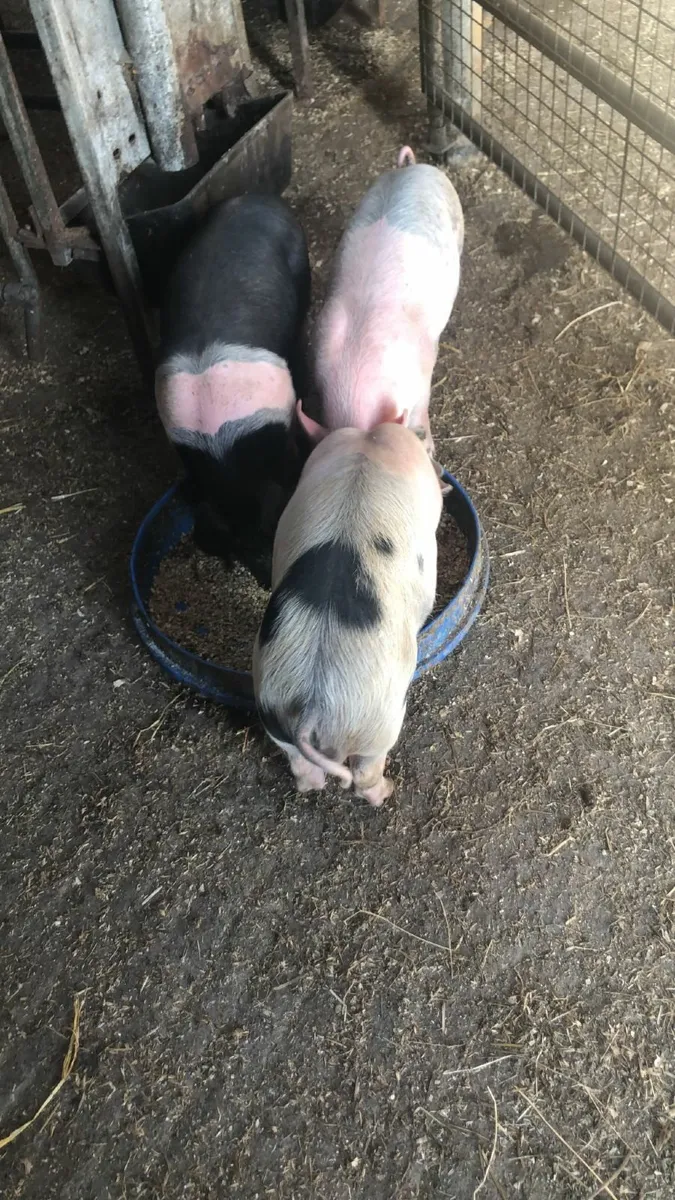 Piglets - Image 1