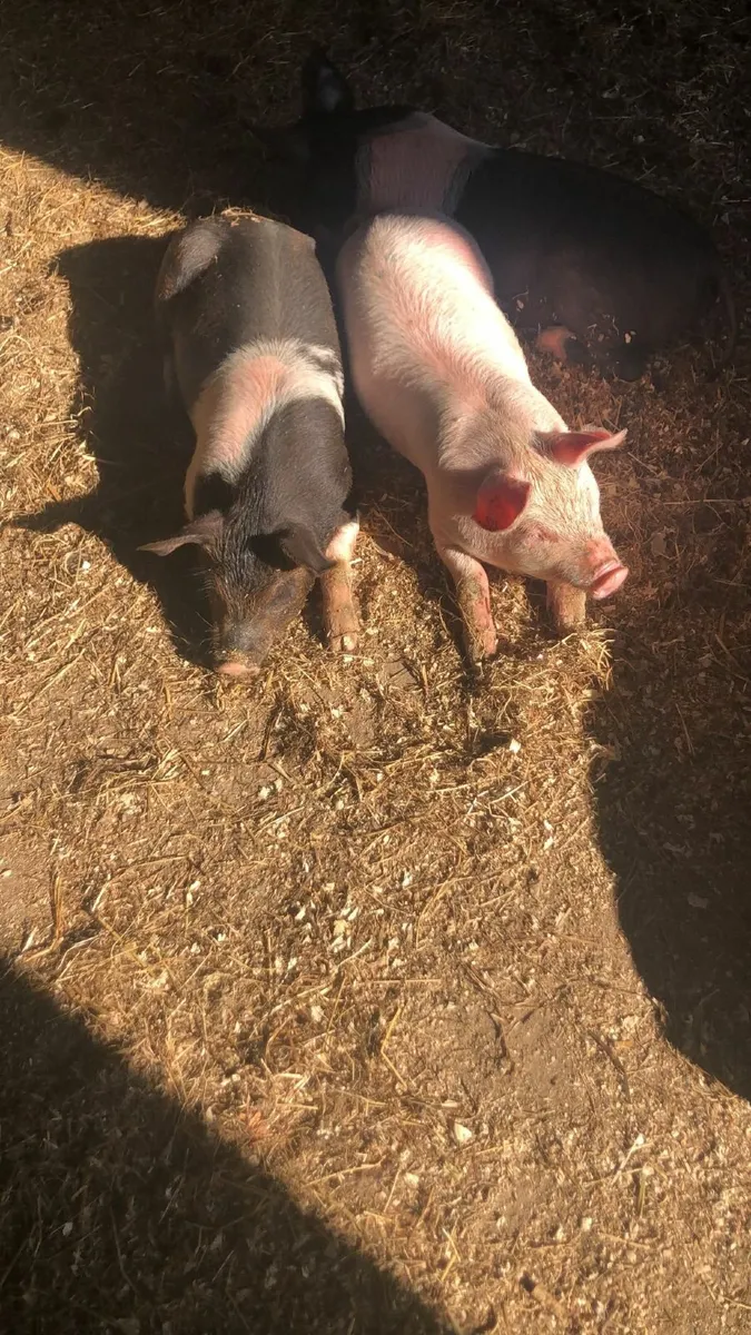 Piglets - Image 2