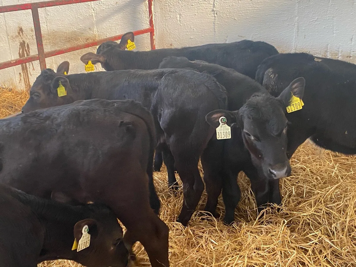 6 Black Bull Calves - Image 1