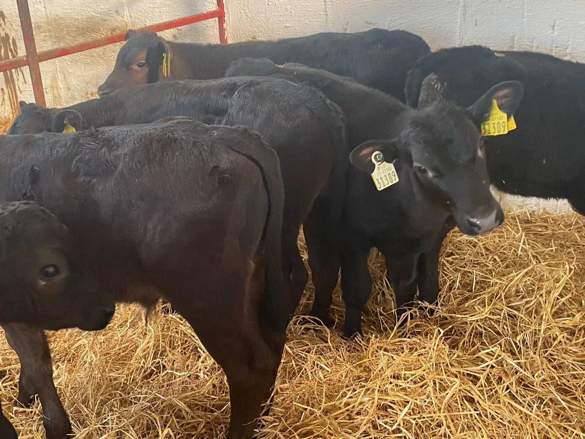 6 Black Bull Calves - Image 2